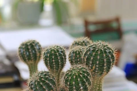 Office cactus Foto stock
