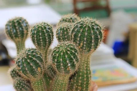 Office cactus Foto stock