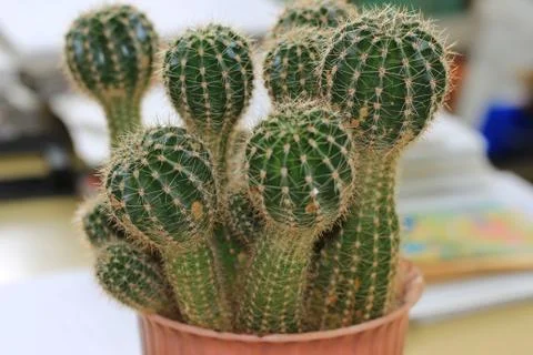 Office cactus Foto stock