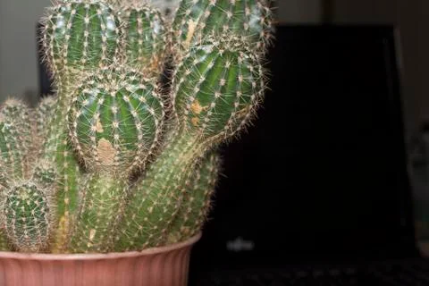 Office cactus Foto stock