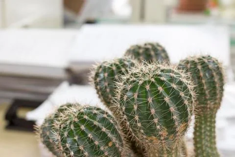 Office cactus Foto stock