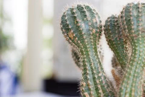 Office cactus Foto stock