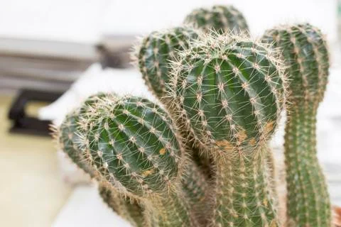 Office cactus Foto stock