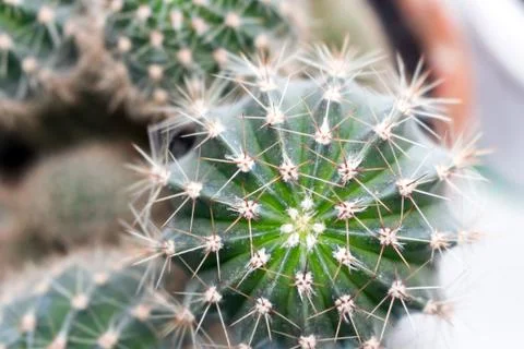 Office cactus Foto stock