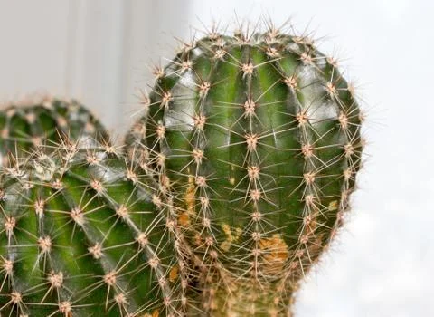 Office cactus Foto stock