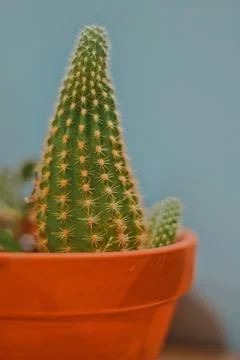 Office Cactus In A Pot Selective Focus Stock Photos