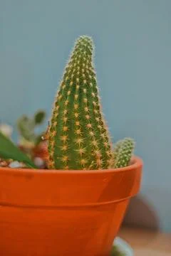 Office Cactus In A Pot Selective Focus Foto stock