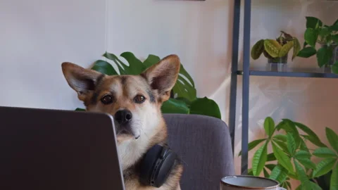 Office Dog Concentrating on Laptop During Productive Work Session Vídeo Stock 340577652