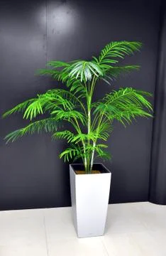 Office plant Stock Photos