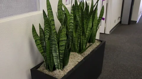Office Plants - Dolly in 動画素材 42967311
