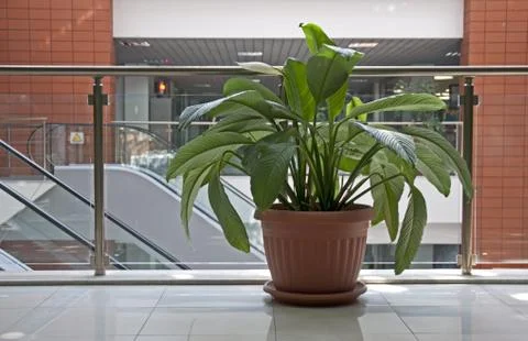 Office plants Stock Photos