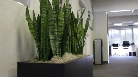 Office plants, scenery - Dolly in Stock Footage