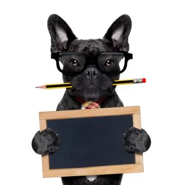 Office worker dog Stock-Fotos