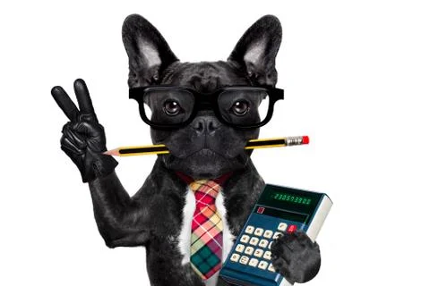 Office worker dog Stock Photos