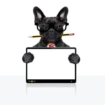 Office worker dog Stock-Fotos
