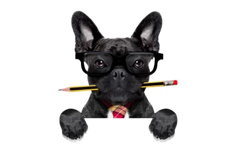 Office worker dog Stock Photos