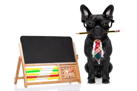 Office worker dog Stock Photos