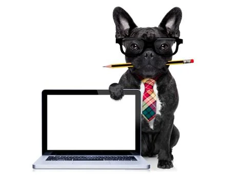 Office worker dog Stock Photos