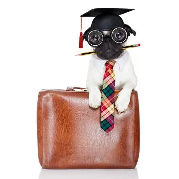 Office worker dog 库存照片