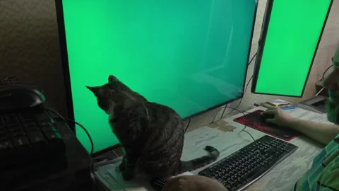 Office Worker Managing Workspace with a Very Curious Cat Stock Footage 336542070