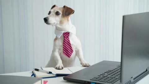 Office working dog table online conference laptop 動画素材 158114697
