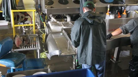  Official hatchery ,salmon spawning Stock Footage 918838