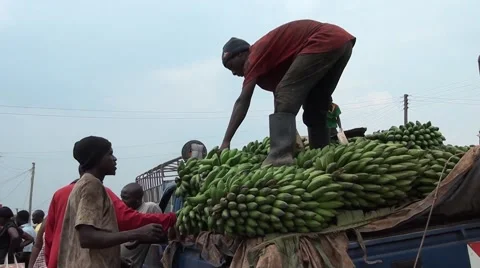 Offloading banana truck in uganda Video stock 41388517