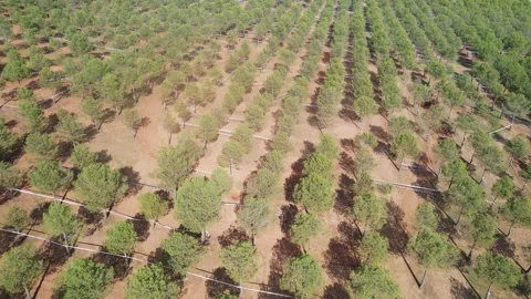 Offroad Motorcycle Circuit Amid Vast Olive Groves Stock Footage 294374145