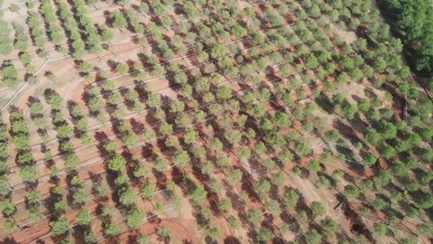 Offroad Motorcycle Circuit Amid Vast Olive Groves Stock Footage 294374172