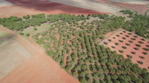 Offroad Motorcycle Circuit Amid Vast Olive Groves Stock Footage 294374176