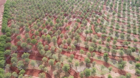 Offroad Motorcycle Circuit Amid Vast Olive Groves Stock Footage 294374183