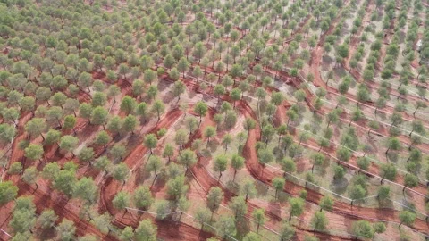 Offroad Motorcycle Circuit Amid Vast Olive Groves Stock Footage 294374201