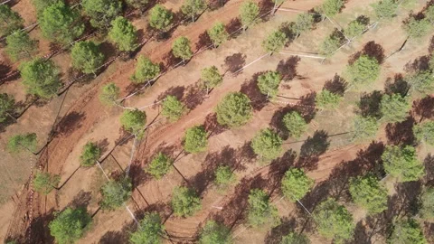Offroad Motorcycle Circuit Amid Vast Olive Groves Stock Footage 294374203