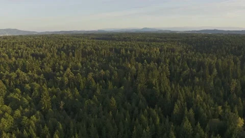 Offroad trail through green forest in Austria Stock Footage 138263195