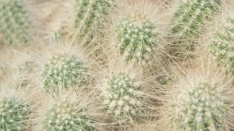 From the Offset collection - cactus close-up, slow motion. Background with cacti Stock Footage 252932822
