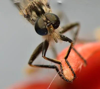Offset eyes of a mosquito Foto stock