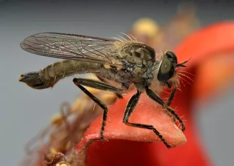 Offset eyes of a mosquito Foto stock