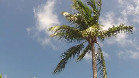 Offset Palm Tree with sky Stock-Footage 12555510