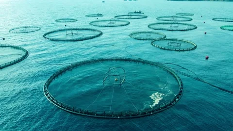 Offshore aquaculture fish farming cages ... | Stock Video | Pond5