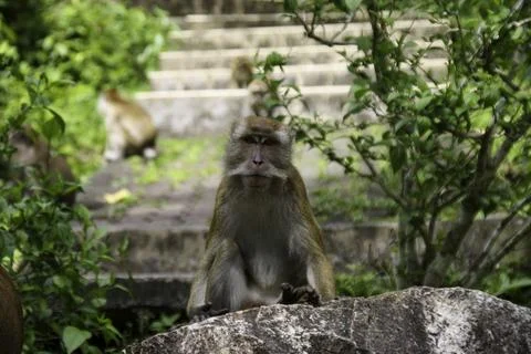 OG-Monkey Stock Photos
