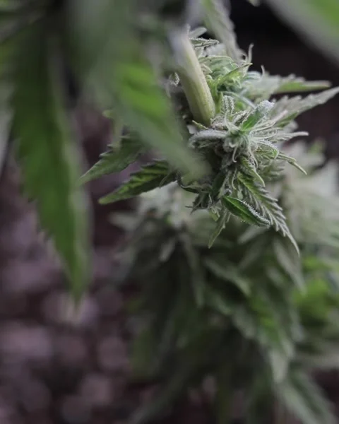 OG Skunk Marijuana Locally Grown in South Africa. A CBD dominant strain. Stock Footage