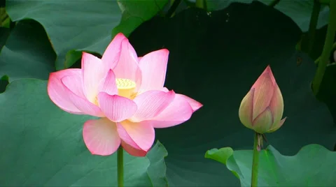 Oga lotus Video stock 30443557