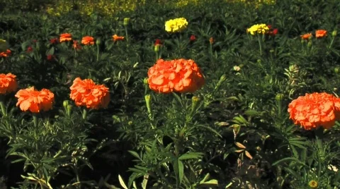 OGANGE Stock Footage 742878