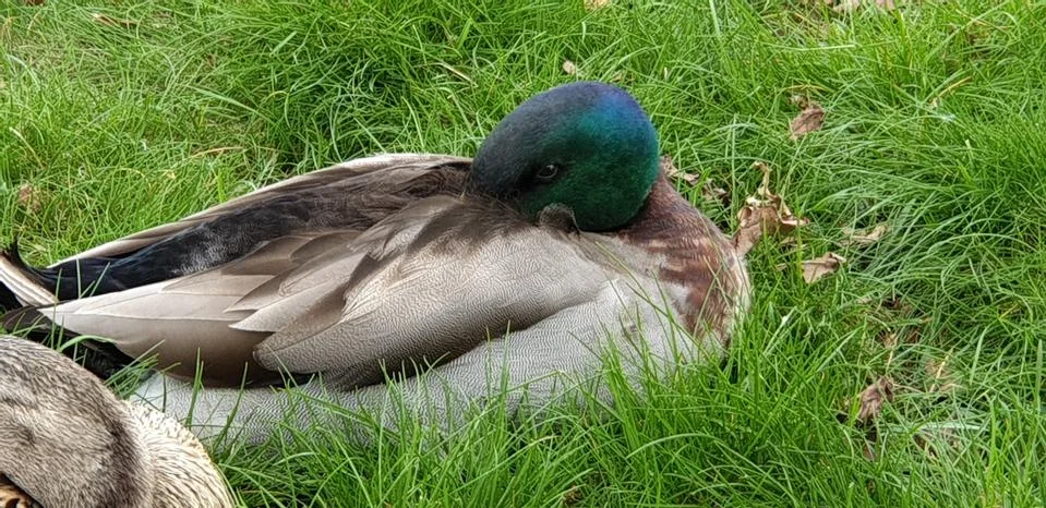 OGAR DUCKS REST ON THE GREEN GRASS Stock Photos