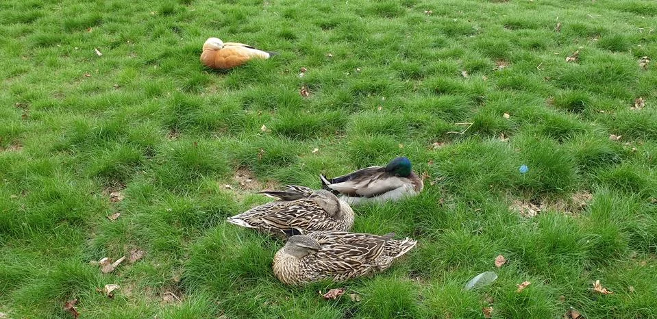 OGAR DUCKS REST ON THE GREEN GRASS Stock Photos