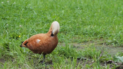 Ogar the red duck takes care of the feathers with his beak while standing on Stock Footage 330946554