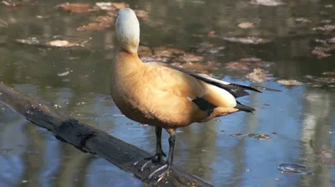 Ogar sits on a log and jumps off it Video stock 23224990