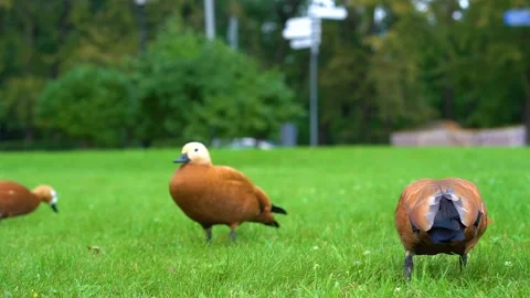 Ogari ducks walk on the green grass in the Park in summer Stock Footage 142382818