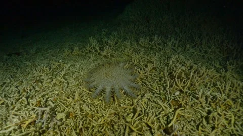 Ogasawara: The Crown-of-Thorns Starfish That Eats Coral 库存影片 332785441