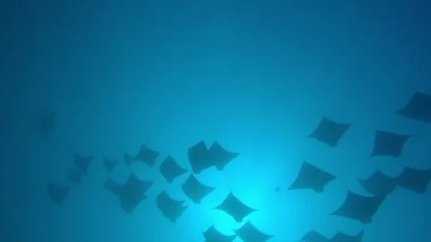 Ogasawara: A Massive School of Cowtail Rays in Slow Motion 库存影片 332785568